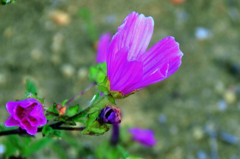 pianta dai fiori rosa acceso - Malope malacoides
